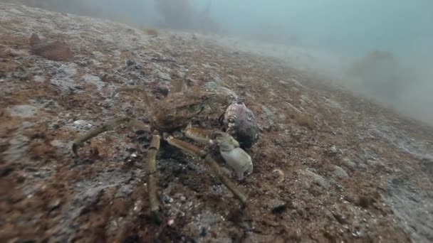 Parning Giant King krabbor på havsbotten. — Stockvideo