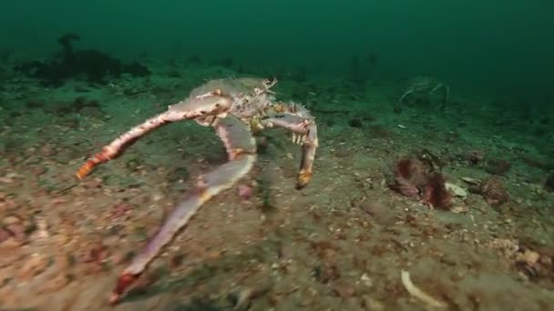 Giant King crab in search of food on Barents Sea. — Stock Video