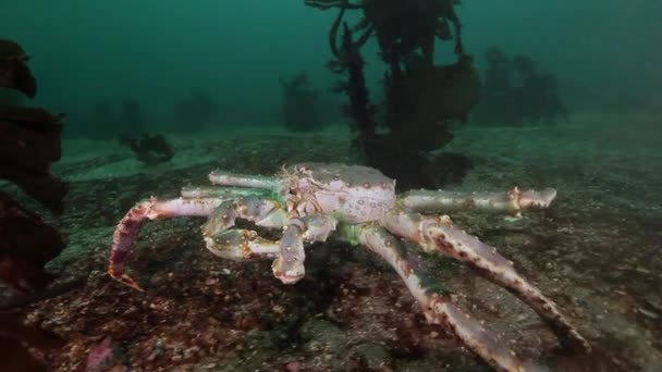 Гигантский королевский краб в поисках пищи в Баренцевом море . — стоковое видео