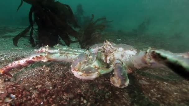 Giant King crab på jakt efter mat på Barents hav. — Stockvideo