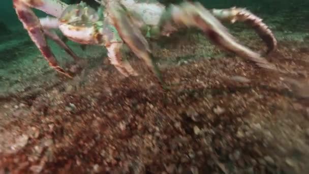 Гигантский королевский краб в поисках пищи в Баренцевом море . — стоковое видео