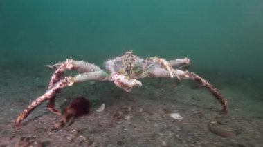 Dev Kral Yengeç gıda Barents Denizi üzerinde arama.