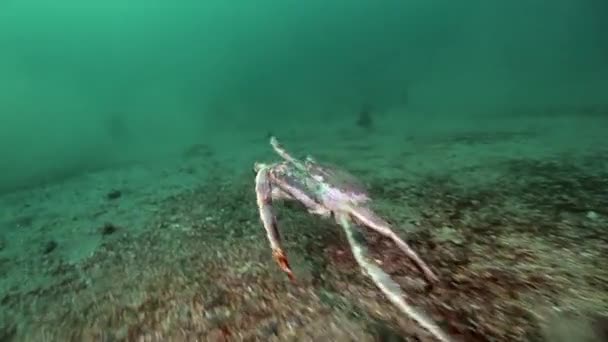 Giant King krab op zoek naar voedsel in de Barentszzee. — Stockvideo
