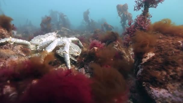Giant King krabben op de zeebodem in paren rangschikken. — Stockvideo