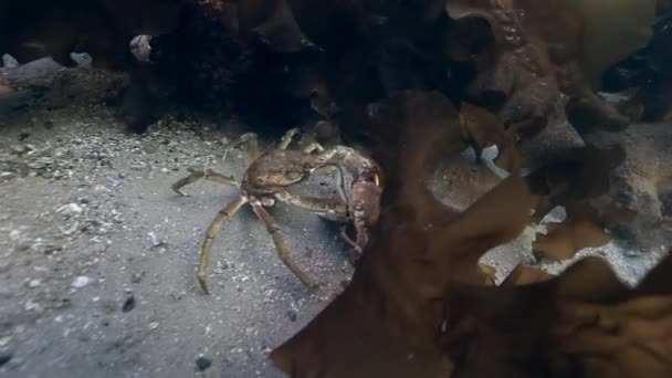 在海床上配对巨型王蟹. — 图库视频影像