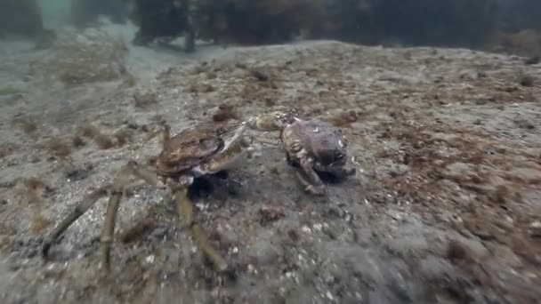 Maridaje de cangrejos gigantes rey en el fondo del mar . — Vídeos de Stock