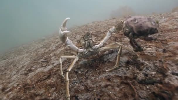Pairing Giant King crabs on seabed. — Stock Video