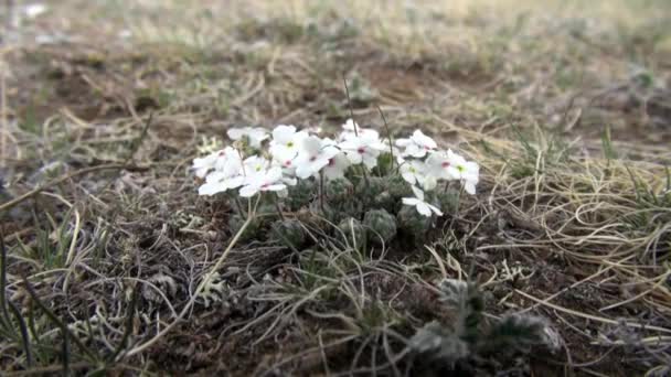 Bílé květy v divoké stepi Mongolska. — Stock video