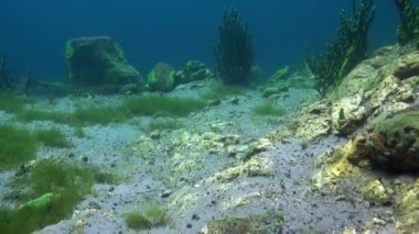 Baykal Gölü 'nün soğuk sularının altında şeffaf buzdan oluşan sualtı manzarası.
