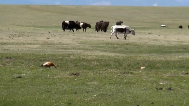 Mongolian herd of yaks cows bulls sarlyks grunting ox farm animals on pasture. — Stock Video