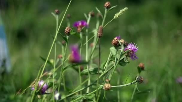 Mano de niña recoge flores silvestres púrpura en hierba verde en verano en el campo . — Vídeo de stock