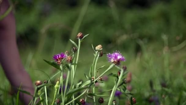 Hand of child girl picks purple wild flowers in green grass in summer in field. — Stock Video