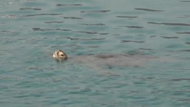 야생 동물 거북 , 발리 열 대 지방 의물 위에서 헤엄치고 있다 . — 비디오