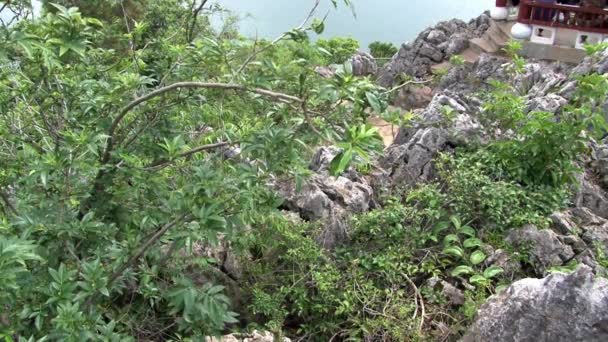 Plantas en la costa del lago Fuxian en el paisaje de fondo de montaña y niebla. — Vídeo de stock