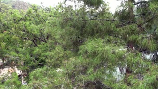 Alberi verdi su montagne rocciose sullo sfondo di cielo blu pulito in Turchia . — Video Stock