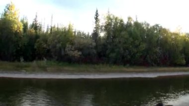 Sibirya Rusya 'nın ıssız taygasında Lena Nehri' nin güzel doğası..