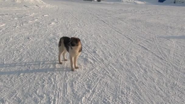 Perro en la ciudad de Anadyr en el extremo norte de Rusia . — Vídeo de stock