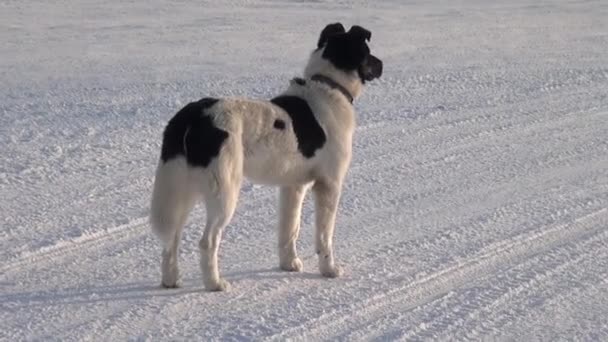 Hund i Anadyr stad långt norr om Ryssland. — Stockvideo