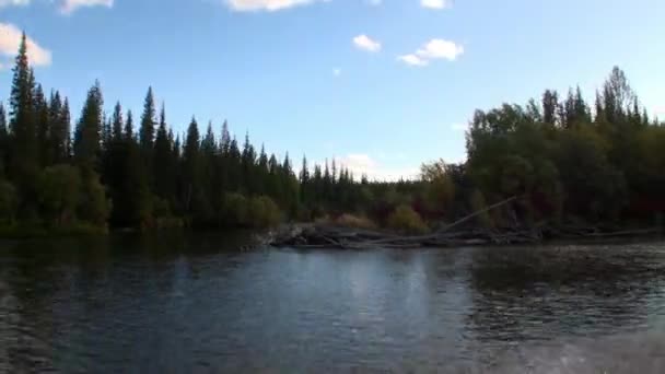 Alberi sulla riva del fiume Lena nella taiga disabitata della Siberia Russia . — Video Stock