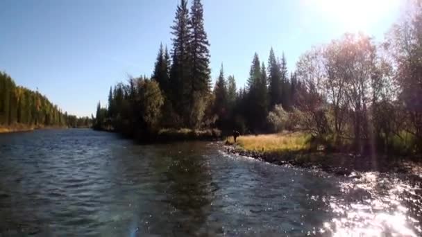 Barco a motor em corredeiras perigosas com água transparente do rio Lena na Sibéria . — Vídeo de Stock