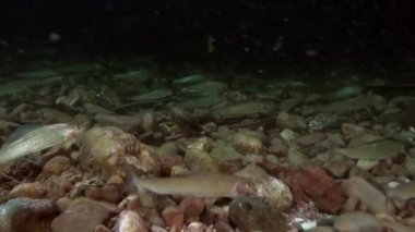 Alabalık suyun altında Rusya'da Sibirya Lena Nehri'nin su akışı balık.