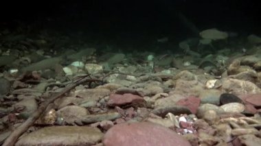 Alabalık suyun altında Rusya'da Sibirya Lena Nehri'nin su akışı balık.