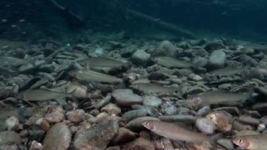 Rusya'da Sibirya Lena Nehri'nin su altında alabalık balık sürüsü.