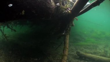Güneş ışığı altında Rusya'da Sibirya Lena Nehri'nin su sualtı manzara.
