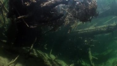 Ağaç kökleri su altında güneş ışığı altında Rusya'da Sibirya Lena Nehri'nin su.