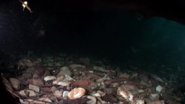 Alabalıkgiller alabalık balık Rusya'da Sibirya Lena Nehri'nin su altında güneş ışığı.