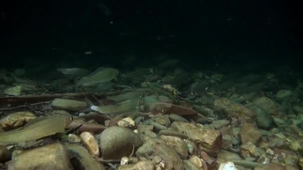 El pez trucha bajo el agua en el chorro del agua del río Lena en Siberia de Rusia . — Vídeos de Stock