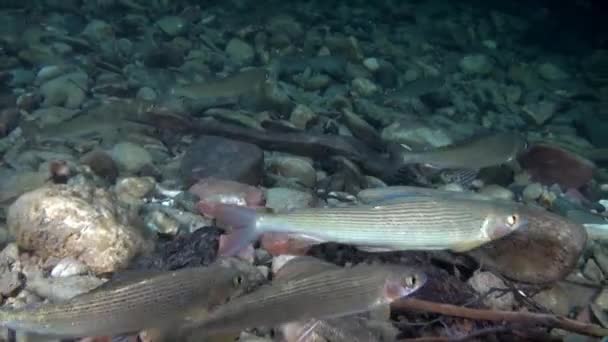 Pesca de truta subaquática em fluxo de água do rio Lena na Sibéria da Rússia . — Vídeo de Stock