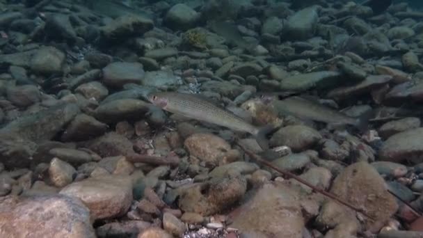 El pez trucha bajo el agua en el chorro del agua del río Lena en Siberia de Rusia . — Vídeos de Stock