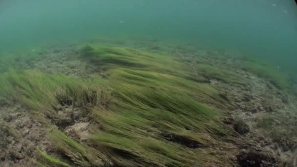 Paisaje submarino a la luz del sol en el agua del río Lena en Siberia de Rusia . — Vídeos de Stock