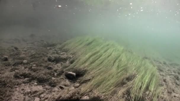 Paisagem subaquática à luz do sol na água do rio Lena na Sibéria da Rússia . — Vídeo de Stock