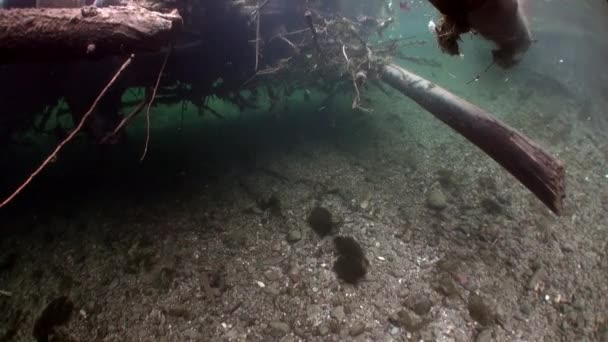 Paisaje submarino a la luz del sol en el agua del río Lena en Siberia de Rusia . — Vídeo de stock