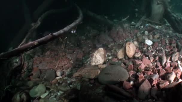 Forellenfische unter Wasser im Wasserstrom auf dem Hintergrund der Steine des Lenaflusses. — Stockvideo