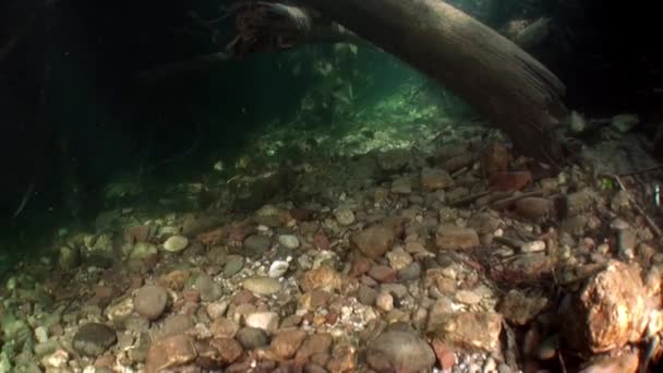 Boomwortels onderwater in zonlicht in water van de rivier van de Lena in Siberië van Rusland. — Stockvideo