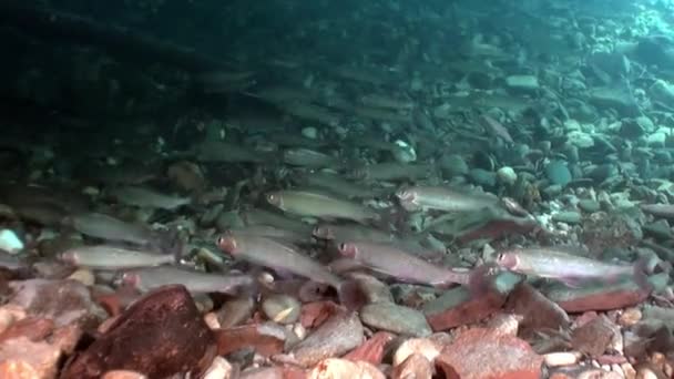 Escuela de peces de trucha bajo el agua del río Lena en Siberia de Rusia . — Vídeo de stock