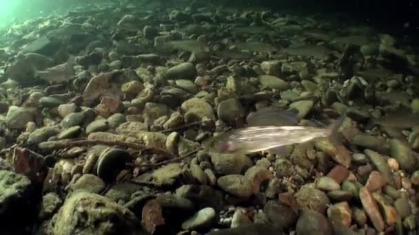 Škola pstruhových ryb pod vodou řeky Lena v Sibiř v Rusku. — Stock video