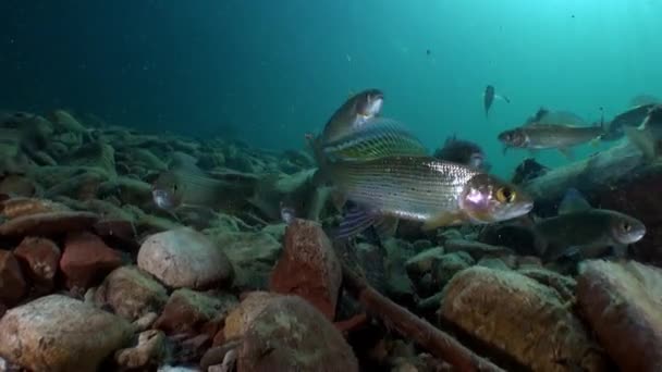 Salmonidae trout fish in sunlight underwater of Lena River in Siberia of Russia. — Stock Video