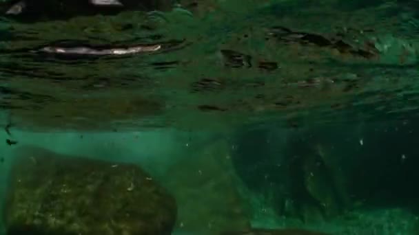 Unterwasserlandschaft des Flusses verzasca. vor dem Hintergrund riesiger glatter Steine. — Stockvideo