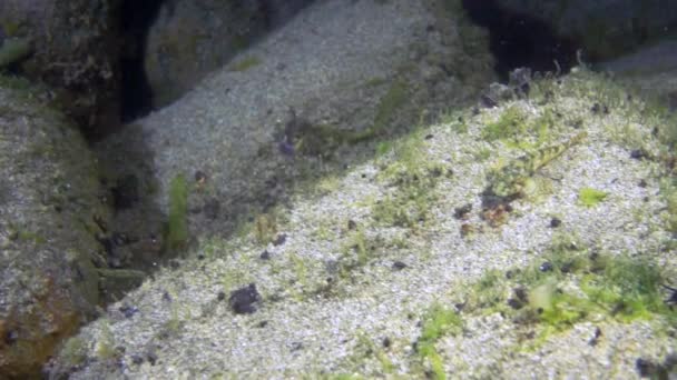 Unico cancro giallo crostaceo gamberi, simile ai gamberetti in Baikal . — Video Stock