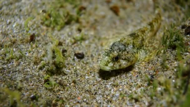 Cancer unique des écrevisses de crustacés jaunes, similaire aux crevettes au Baïkal . — Video
