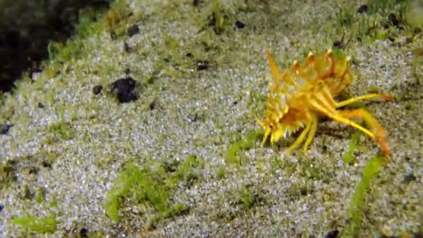 Écrevisses de crustacés du Baïkal, semblables aux crevettes à coquille jaune macro tir . — Video