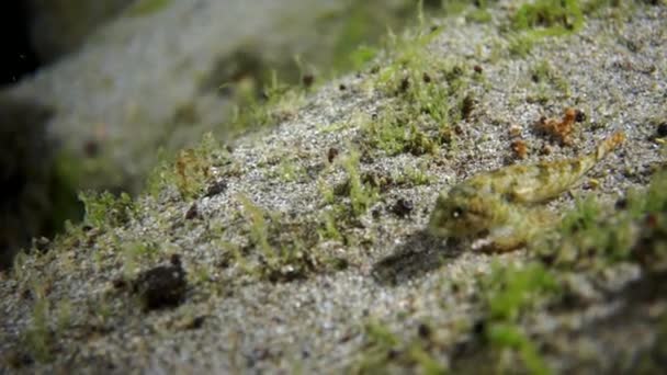 Einzigartiger gelber Krebskrebs, ähnlich wie Garnelen im Baikal. — Stockvideo