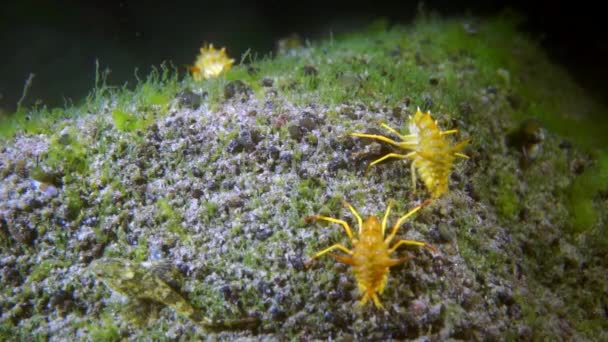 Crustáceo lagostim com escudo amarelo macro tiro . — Vídeo de Stock