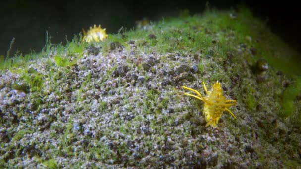 Kräftdjur med gult skal makro skytte. — Stockvideo