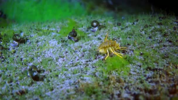 Crustacean crayfish with yellow shell macro shooting. — Stok Video