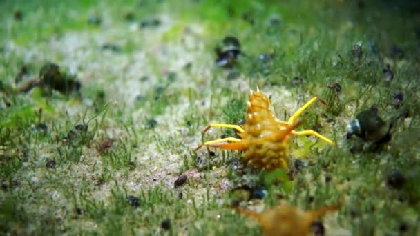 Onderwaterleven van schaaldieren rivierkreeft met gele schelp macro schieten. — Stockvideo
